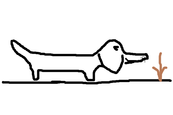 Dachshund Firma